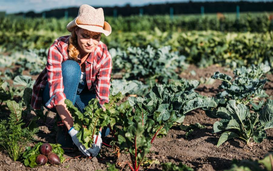 Las cooperativas y el Año Internacional de la Agricultora